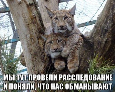 Тваринки харківського зоопарку вимагають віддати фрукти та овочі їм, а не керівництву міста