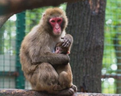 Зоопарк планує витратити додаткові 144 мільйона гривень на добудову вольєрів “Планети мавп”