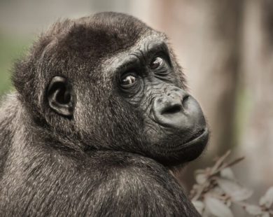 “Планета мавп”: вперше з початку вторгнення у зоопарку уклали угоду, яка стосується реконструкції