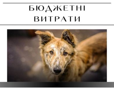 4 тисячі – ціна на вилов та стерилізацію безпритульної собаки у Харкові