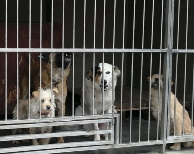 4 тисячі – ціна на вилов та стерилізацію безпритульної собаки у Харкові