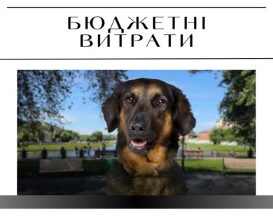 Харків заплатить 6,5 млн грн за вилов 1020 безпритульних тварин